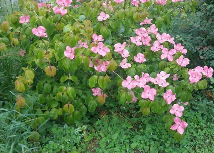 Et D'hotes Du Petit Moulin לינה וארוחת בוקר 3*